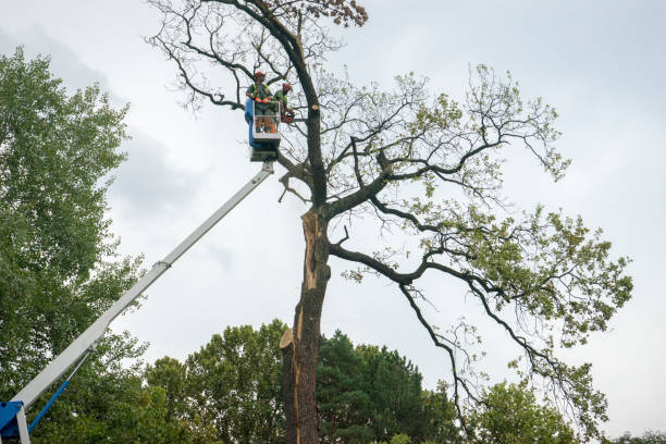 Jeffersonville, IN Tree Care Company